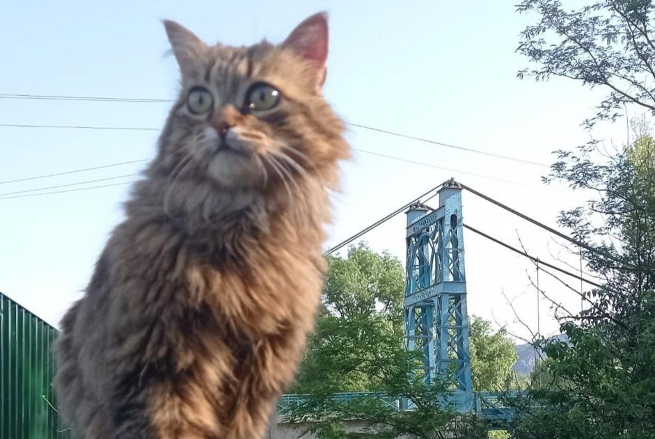 Alerte Disparition Chat Femelle , 6 ans Agonès France