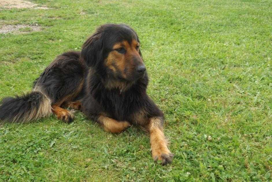 Alerte Disparition Chien croisement Mâle , 8 ans Saint-Léger-la-Montagne France