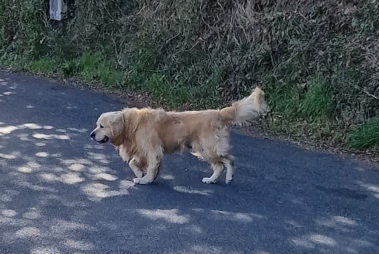 Avviso Ritrovamento Cane  Non conosciuta Pont-de-Salars Francia