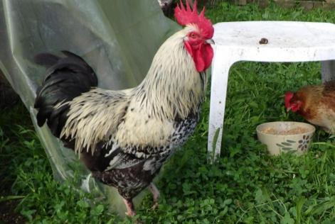 Alerta desaparecimento Outro Coq Macho , 2024 anos Saint-Léonard-de-Noblat France